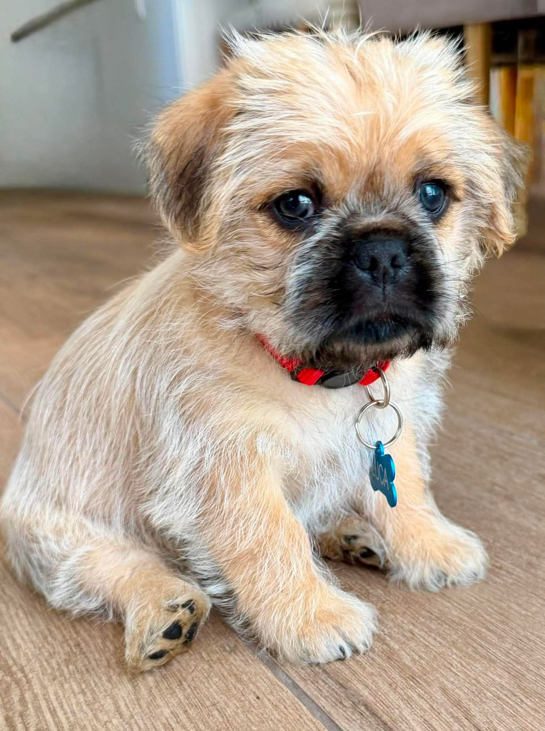 Luca
