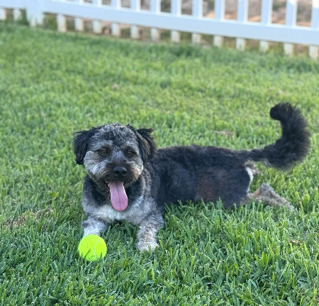 Benji
