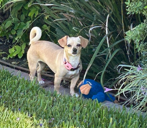 Sammy