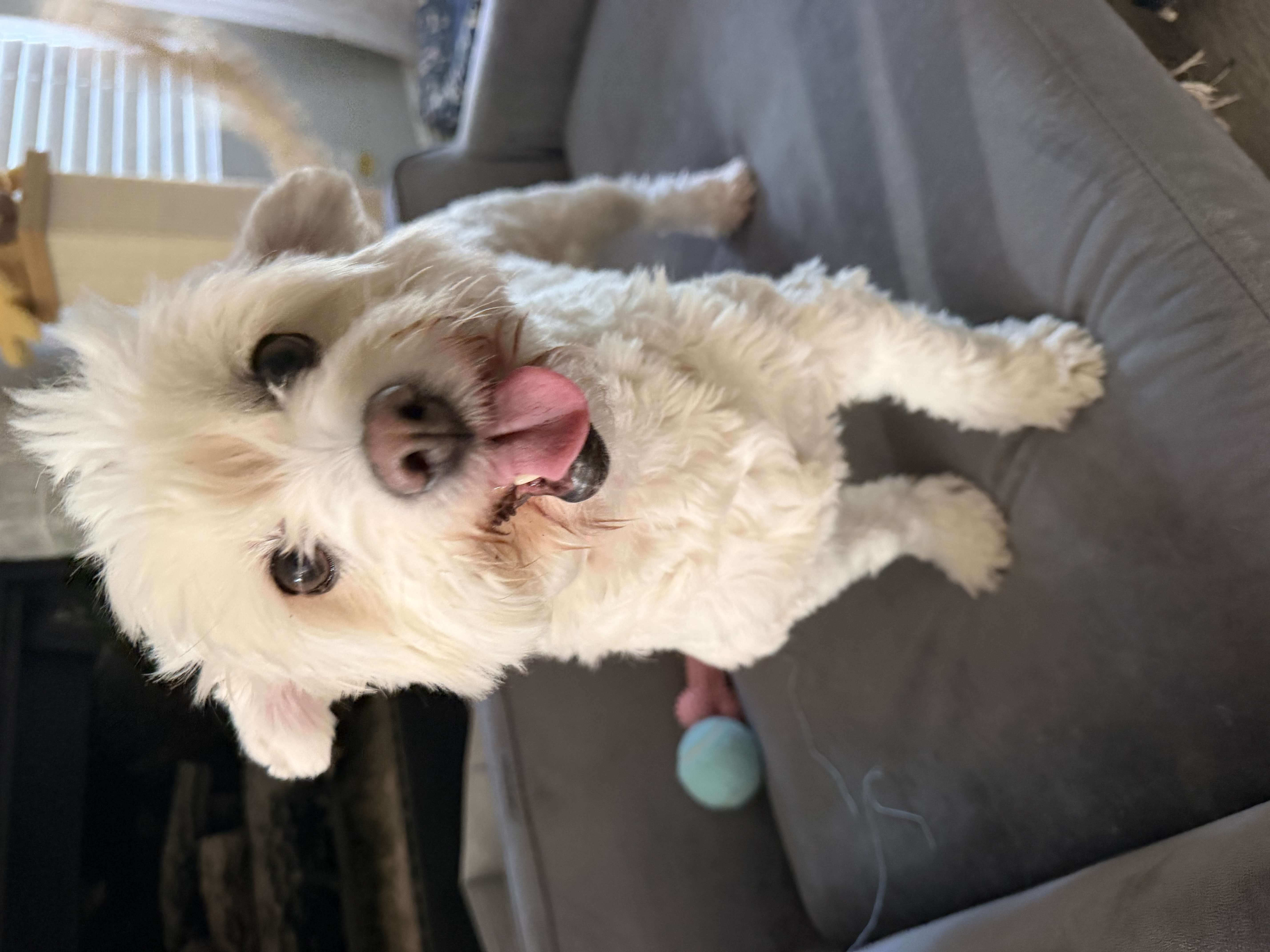 Gracie