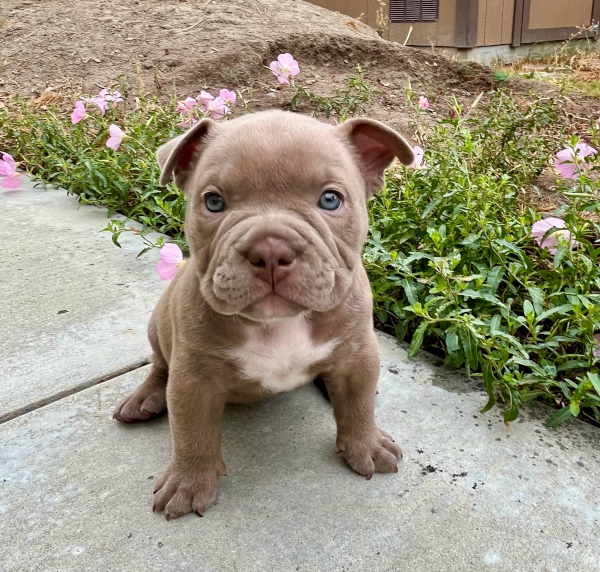 Ivy