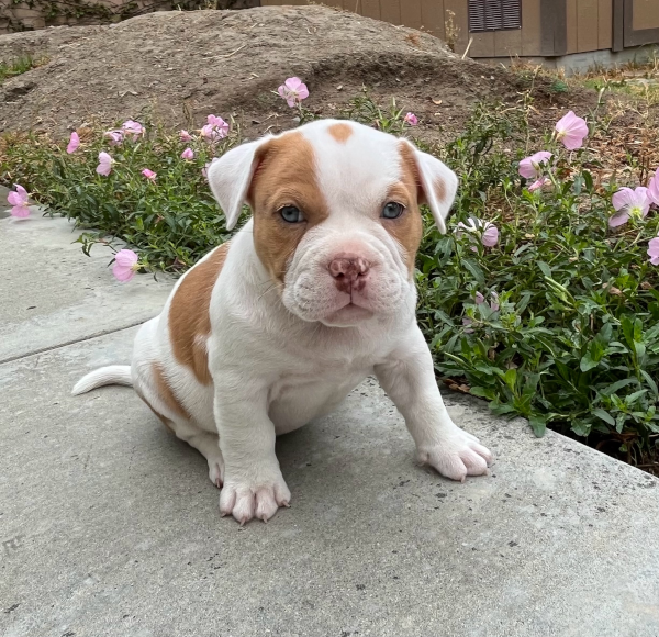 Briar