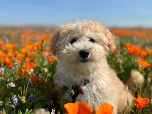 Poppy Sue