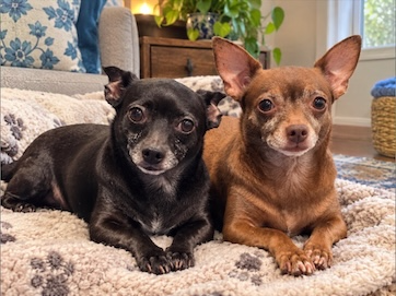 Cole and Coco