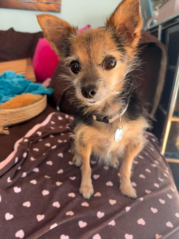 Gracie