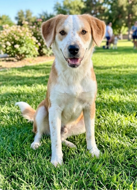 Atlas