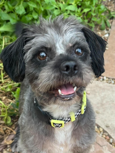 Oscar